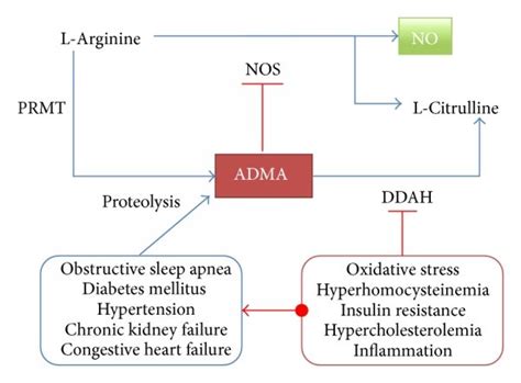 Asymmetrical Dimethylarginine (ADMA) 